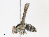  (Anisia Malaise6078 - CBG-A14973-F09)  @11 [ ] CreativeCommons - Attribution Share-Alike (2023) CBG Photography Group Centre for Biodiversity Genomics