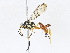  ( - CBG-A14975-A08)  @11 [ ] CreativeCommons - Attribution Share-Alike (2023) CBG Photography Group Centre for Biodiversity Genomics