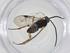  (Promicrogaster Malaise6931 - CBG-A17845-D10)  @11 [ ] CreativeCommons - Attribution Share - Alike (2023) Centre for Biodiversity Genomics Centre for Biodiversity Genomics