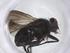  (Lixophaga Malaise9837 - CBG-A17852-A08)  @11 [ ] CreativeCommons - Attribution Share - Alike (2023) Centre for Biodiversity Genomics Centre for Biodiversity Genomics