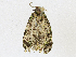  ( - CBG-A18344-A10)  @11 [ ] CreativeCommons - Attribution Share-Alike (2023) CBG Photography Group Centre for Biodiversity Genomics