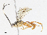  ( - CBG-A05432-F02)  @11 [ ] CreativeCommons - Attribution (2023) CBG Photography Group Centre for Biodiversity Genomics