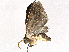  ( - CBG-A05433-B03)  @11 [ ] CreativeCommons - Attribution (2023) CBG Photography Group Centre for Biodiversity Genomics
