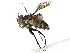  (Lixophaga Janzen2533 - CBG-A05433-C11)  @11 [ ] CreativeCommons - Attribution (2023) CBG Photography Group Centre for Biodiversity Genomics