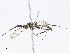  (crypMalaise01 Malaise1624 - CBG-A07079-E08)  @11 [ ] CreativeCommons - Attribution Share - Alike (2023) CBG Photography Group Centre for Biodiversity Genomics