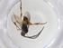  (Diolcogaster Choi103 - CBG-A08054-E09)  @11 [ ] CreativeCommons - Attribution (2023) Centre for Biodiversity Genomics Centre for Biodiversity Genomics