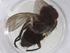  (Lixophaga Malaise5245 - CBG-A08077-A01)  @11 [ ] CreativeCommons - Attribution (2023) Centre for Biodiversity Genomics Centre for Biodiversity Genomics