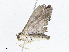  (spiloBioLep01 BioLep5174 - CBG-A05434-A02)  @11 [ ] CreativeCommons - Attribution (2023) CBG Photography Group Centre for Biodiversity Genomics