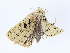  ( - CBG-A05435-D10)  @11 [ ] CreativeCommons - Attribution Share-Alike (2023) CBG Photography Group Centre for Biodiversity Genomics