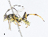  ( - CBG-A05436-E12)  @11 [ ] CreativeCommons - Attribution Share - Alike (2023) CBG Photography Group Centre for Biodiversity Genomics