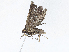  ( - CBG-A05437-F12)  @11 [ ] CreativeCommons - Attribution Share-Alike (2023) CBG Photography Group Centre for Biodiversity Genomics