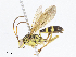  ( - CBG-A05441-C05)  @11 [ ] CreativeCommons - Attribution Share - Alike (2023) CBG Photography Group Centre for Biodiversity Genomics
