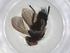  (Lixophaga Malaise7467 - CBG-A06172-F10)  @11 [ ] CreativeCommons - Attribution (2023) Centre for Biodiversity Genomics Centre for Biodiversity Genomics