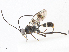  ( - CBG-A06263-A11)  @11 [ ] CreativeCommons - Attribution Share-Alike (2023) CBG Photography Group Centre for Biodiversity Genomics