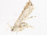  ( - CBG-A06265-G03)  @11 [ ] CreativeCommons - Attribution Share - Alike (2023) CBG Photography Group Centre for Biodiversity Genomics