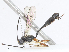  ( - CBG-A06268-E05)  @11 [ ] CreativeCommons - Attribution Share - Alike (2023) CBG Photography Group Centre for Biodiversity Genomics
