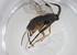  (Dolichogenidea Janzen68 - CBG-A08643-B04)  @11 [ ] CreativeCommons - Attribution Share - Alike (2023) Centre for Biodiversity Genomics Centre for Biodiversity Genomics