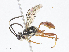  ( - CBG-A08726-D07)  @11 [ ] CreativeCommons - Attribution Share - Alike (2023) CBG Photography Group Centre for Biodiversity Genomics