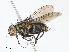  ( - CBG-A08726-D09)  @11 [ ] CreativeCommons - Attribution Share - Alike (2023) CBG Photography Group Centre for Biodiversity Genomics