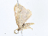  ( - CBG-A08727-C09)  @11 [ ] CreativeCommons - Attribution Share - Alike (2023) CBG Photography Group Centre for Biodiversity Genomics
