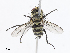  ( - CBG-A08728-A02)  @11 [ ] CreativeCommons - Attribution Share - Alike (2023) CBG Photography Group Centre for Biodiversity Genomics