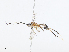  ( - CBG-A08728-D04)  @11 [ ] CreativeCommons - Attribution Share - Alike (2023) CBG Photography Group Centre for Biodiversity Genomics