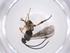  (Dolichogenidea leahdennisae - CBG-A36505-E02)  @11 [ ] CreativeCommons - Attribution Share - Alike (2024) Centre for Biodiversity Genomics Centre for Biodiversity Genomics