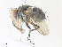 ( - CBG-A36830-F11)  @11 [ ] CreativeCommons - Attribution Share - Alike (2024) CBG Photography Group Centre for Biodiversity Genomics