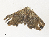  ( - CBG-A38412-A05)  @11 [ ] CreativeCommons - Attribution Share - Alike (2024) CBG Photography Group Centre for Biodiversity Genomics