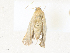  ( - CBG-A38413-C06)  @11 [ ] CreativeCommons - Attribution Share - Alike (2024) CBG Photography Group Centre for Biodiversity Genomics