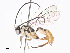  ( - CBG-A38415-C07)  @11 [ ] CreativeCommons - Attribution Share - Alike (2024) CBG Photography Group Centre for Biodiversity Genomics