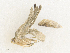  ( - CBG-A38465-C06)  @11 [ ] CreativeCommons - Attribution Share - Alike (2024) CBG Photography Group Centre for Biodiversity Genomics