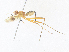  (Nudopeza glypha - CBG-A38466-D10)  @11 [ ] CreativeCommons - Attribution Share - Alike (2024) CBG Photography Group Centre for Biodiversity Genomics