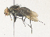  (Malaisetach42 Malaise9323 - CBG-A38466-E06)  @11 [ ] CreativeCommons - Attribution Share - Alike (2024) CBG Photography Group Centre for Biodiversity Genomics