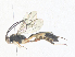  ( - CBG-A38466-G01)  @11 [ ] CreativeCommons - Attribution Share - Alike (2024) CBG Photography Group Centre for Biodiversity Genomics