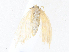  ( - CBG-A38466-G12)  @11 [ ] CreativeCommons - Attribution Share - Alike (2024) CBG Photography Group Centre for Biodiversity Genomics