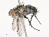  (tachWood48 - CBG-A51871-B01)  @11 [ ] CreativeCommons - Attribution Share - Alike (2024) CBG Photography Group Centre for Biodiversity Genomics