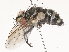  ( - CBG-A51871-B08)  @11 [ ] CreativeCommons - Attribution Share - Alike (2024) CBG Photography Group Centre for Biodiversity Genomics