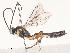  ( - CBG-A51871-D09)  @11 [ ] CreativeCommons - Attribution Share - Alike (2024) CBG Photography Group Centre for Biodiversity Genomics