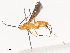  ( - CBG-A51871-E01)  @11 [ ] CreativeCommons - Attribution Share - Alike (2024) CBG Photography Group Centre for Biodiversity Genomics