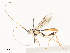  (Macrocentrus Malaise1709 - CBG-A51872-C08)  @11 [ ] CreativeCommons - Attribution Share - Alike (2024) CBG Photography Group Centre for Biodiversity Genomics