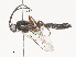 ( - CBG-A51872-D01)  @11 [ ] CreativeCommons - Attribution Share - Alike (2024) CBG Photography Group Centre for Biodiversity Genomics