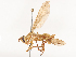  (GenusC_MCAD69 - CBG-A51872-F01)  @11 [ ] CreativeCommons - Attribution Share - Alike (2024) CBG Photography Group Centre for Biodiversity Genomics