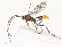  ( - CBG-A51872-G07)  @11 [ ] CreativeCommons - Attribution Share - Alike (2024) CBG Photography Group Centre for Biodiversity Genomics