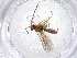  ( - CBG-A52068-D01)  @11 [ ] CreativeCommons - Attribution Share - Alike (2024) Centre for Biodiversity Genomics Centre for Biodiversity Genomics