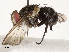  ( - CBG-A53646-A05)  @11 [ ] CreativeCommons - Attribution Share - Alike (2024) CBG Photography Group Centre for Biodiversity Genomics