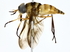  ( - BIOUG64426-D05)  @11 [ ] CreativeCommons - Attribution (2022) CBG Photography Group Centre for Biodiversity Genomics