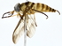  ( - BIOUG64426-D06)  @11 [ ] CreativeCommons - Attribution (2022) CBG Photography Group Centre for Biodiversity Genomics