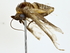  ( - BIOUG73630-B06)  @11 [ ] CreativeCommons - Attribution (2022) CBG Photography Group Centre for Biodiversity Genomics