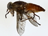  ( - BIOUG76542-D03)  @11 [ ] CreativeCommons - Attribution (2022) CBG Photography Group Centre for Biodiversity Genomics